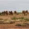 Camel on Anna Station *** South Australia