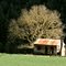 Abandoned: Skenes Creek, Otway Ranges, Victoria