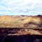 Spriggina (Arkaroola)