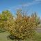 Yass_S1_Tree12