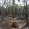 Old termite mound in Mundoonen Nature Reserve