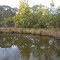 Flowering wattle over a dam, Mundoonen Nature Reserve