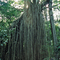 Curtain Fig Tree 1