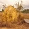 Turmites nr Atherton  Queensland o=k