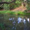 Platypus in creek