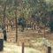 Pyrenees State Forest; Glenpatrick picnic ground
