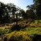 Avoca