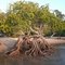 Town of 1770.Mangrove trees