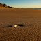 Early Morning on the Beach