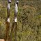 Sculptures in the Scrub Baradine