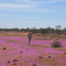 BushFlowers3