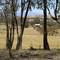 Rural Scene 1