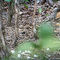 Litchfield NP, Spotted Bower Bird, Chlamydera maculata, Grijsnekprieelvogel