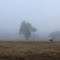 Fog at Down, country side  in the mist and magic
