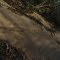 Goanna Tracks