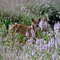 Dingo im  Bungle  Bungle Park