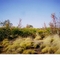 Natur auf der Fahrt zum Airstrip/Helipad  ( Australia )