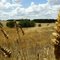 Ballyrogan Countryside