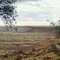 The Pound, near Balgo, Western Australia