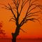 Tree in Fog at Sunset