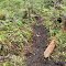 North Coast Trail