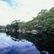 Melaleuca Creek