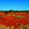 Ant Hills by the Dozen