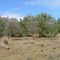 pine - wilga woodland on Town Common, Bingara