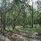 Hatcher's Hollow, near Redcliff Creek, Upper Kowmung