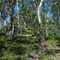 grey gum - stringybark forest with Lomandra confertifolia understorey