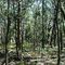 forest on the top of Spring Ridge near Muggerah Gowar