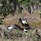 Jabiru