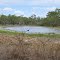 Waterhole - Lakefield National Park