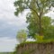 Cottonwoods on the bank of the Missouri River
