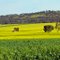 Canola Field