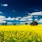 Canola Flowers, Australia