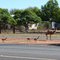 Emu family in Bollon