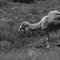 Camel near Blinman