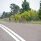 "Why did the Emu chick cross the road?"  the age old Question