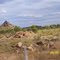 Landscape near Mt Isa