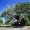 Buderim, Sunshine Coast, Queensland