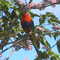 LORIKEET BIRD
