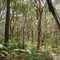 Native Vegetaion Mt. Coolum