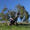 Eucalyptus Tree, Bombala, Australia 2005