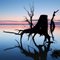 Gum Tree Silhouettes