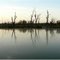 Swamps at Loch Luna in ther Riverland of South Australia