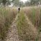Reed track at Cobdogla, South Australia