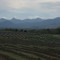 Kooroomba Winery Vista