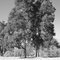 Graveyard trees