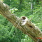 Snake in the Tree Sunning - July 2007